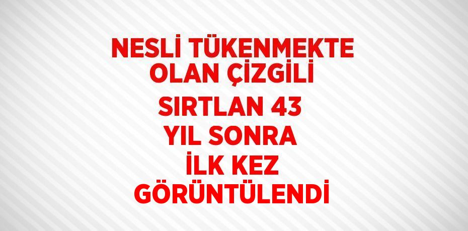 NESLİ TÜKENMEKTE OLAN ÇİZGİLİ SIRTLAN 43 YIL SONRA İLK KEZ GÖRÜNTÜLENDİ