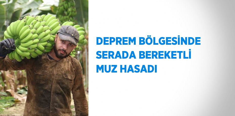 DEPREM BÖLGESİNDE SERADA BEREKETLİ MUZ HASADI