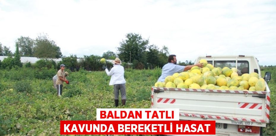 BALDAN TATLI KAVUNDA BEREKETLİ HASAT