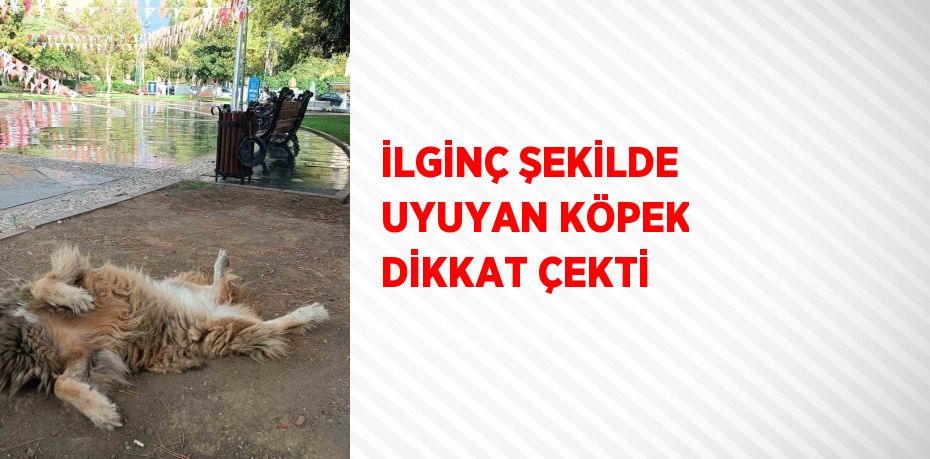 İLGİNÇ ŞEKİLDE UYUYAN KÖPEK DİKKAT ÇEKTİ