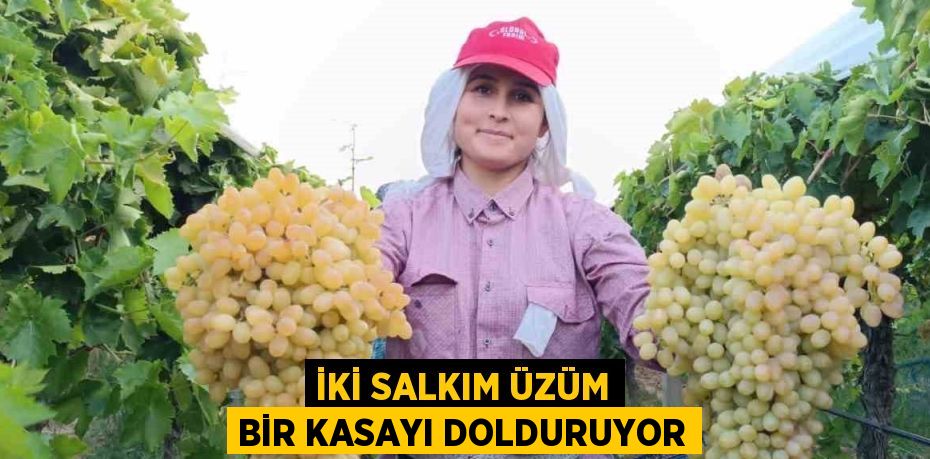 İKİ SALKIM ÜZÜM BİR KASAYI DOLDURUYOR