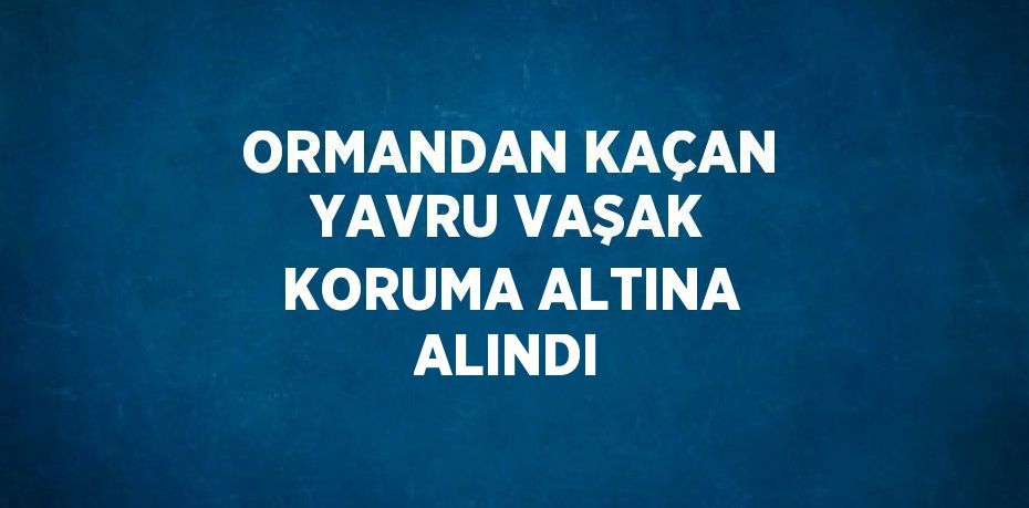 ORMANDAN KAÇAN YAVRU VAŞAK KORUMA ALTINA ALINDI