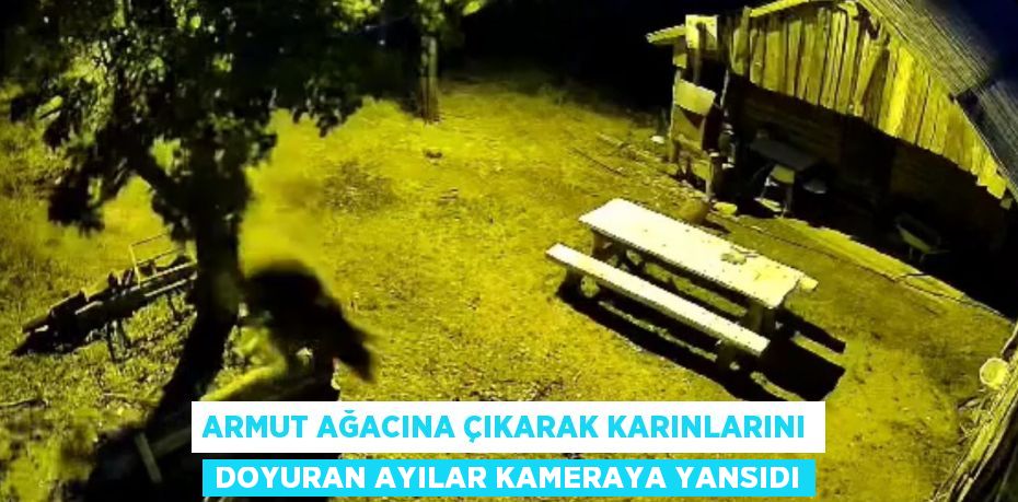 ARMUT AĞACINA ÇIKARAK KARINLARINI DOYURAN AYILAR KAMERAYA YANSIDI