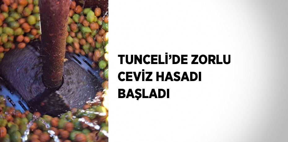 TUNCELİ’DE ZORLU CEVİZ HASADI BAŞLADI