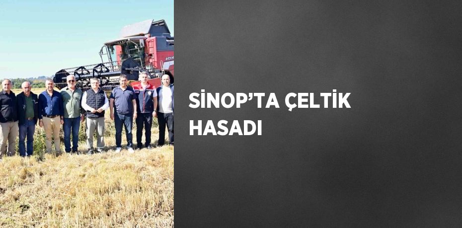 SİNOP’TA ÇELTİK HASADI