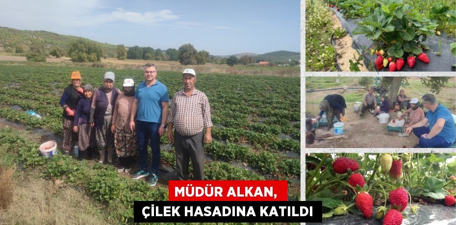 MÜDÜR ALKAN,   ÇİLEK HASADINA KATILDI