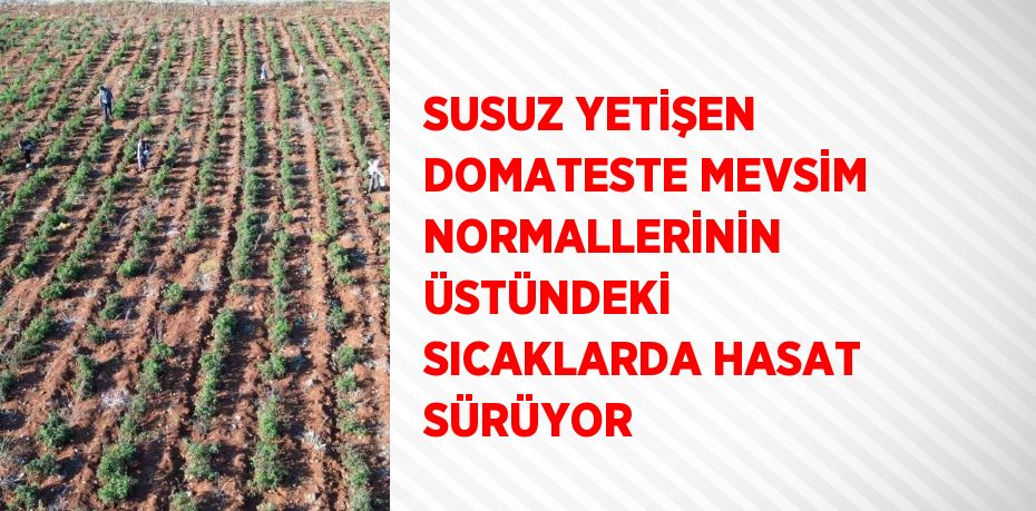 SUSUZ YETİŞEN DOMATESTE MEVSİM NORMALLERİNİN ÜSTÜNDEKİ SICAKLARDA HASAT SÜRÜYOR