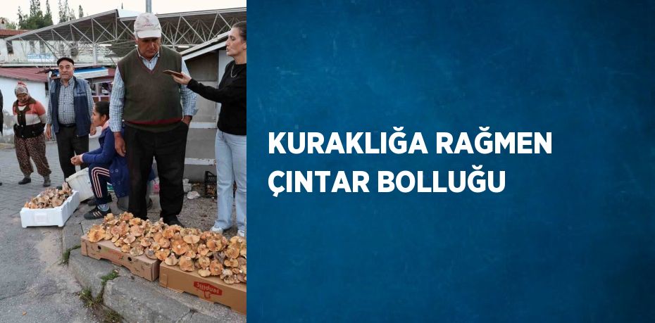 KURAKLIĞA RAĞMEN ÇINTAR BOLLUĞU