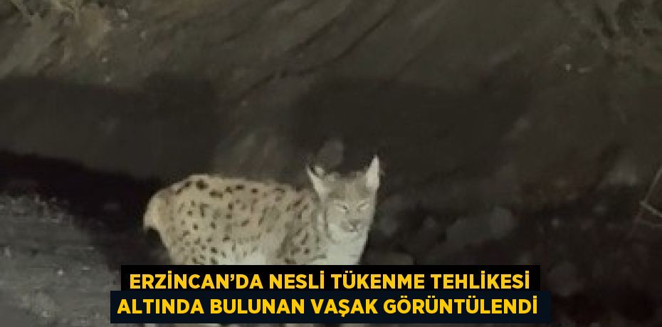 ERZİNCAN’DA NESLİ TÜKENME TEHLİKESİ ALTINDA BULUNAN VAŞAK GÖRÜNTÜLENDİ