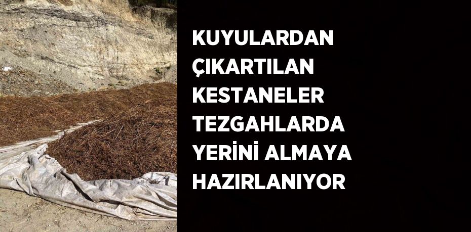 KUYULARDAN ÇIKARTILAN KESTANELER TEZGAHLARDA YERİNİ ALMAYA HAZIRLANIYOR