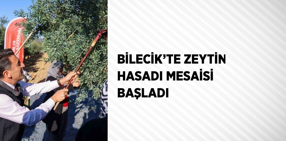 BİLECİK’TE ZEYTİN HASADI MESAİSİ BAŞLADI