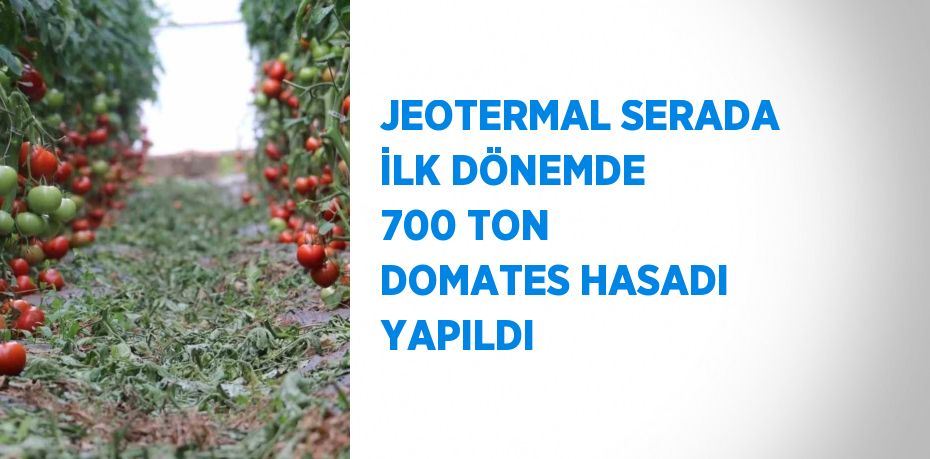 JEOTERMAL SERADA İLK DÖNEMDE 700 TON DOMATES HASADI YAPILDI