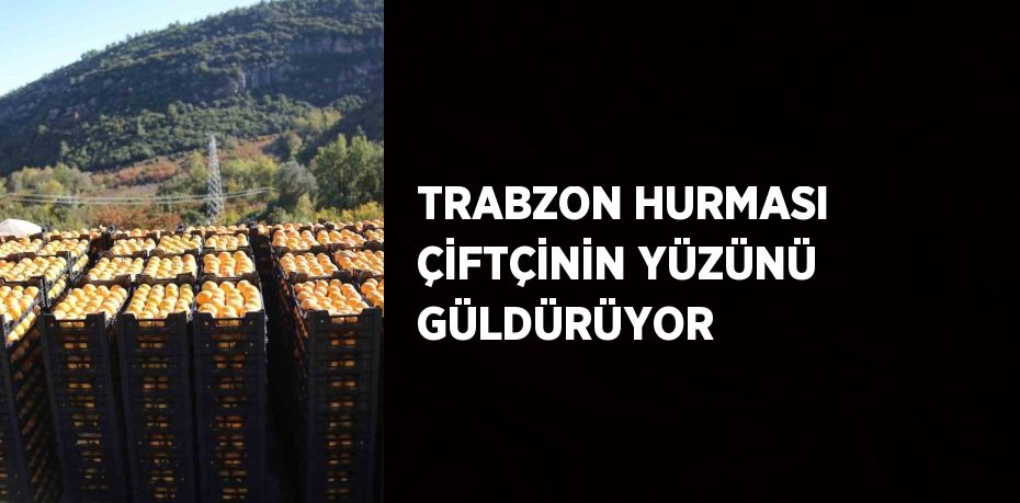 TRABZON HURMASI ÇİFTÇİNİN YÜZÜNÜ GÜLDÜRÜYOR