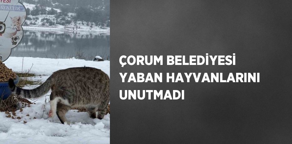 ÇORUM BELEDİYESİ YABAN HAYVANLARINI UNUTMADI