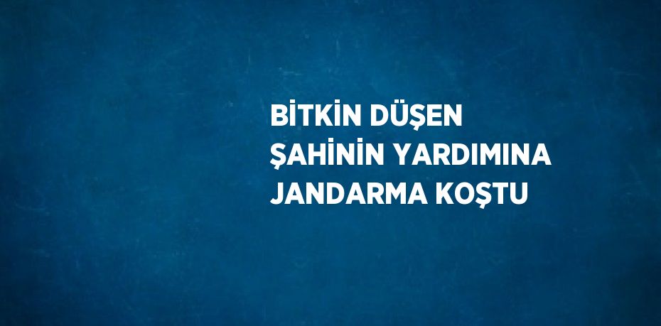 BİTKİN DÜŞEN ŞAHİNİN YARDIMINA JANDARMA KOŞTU