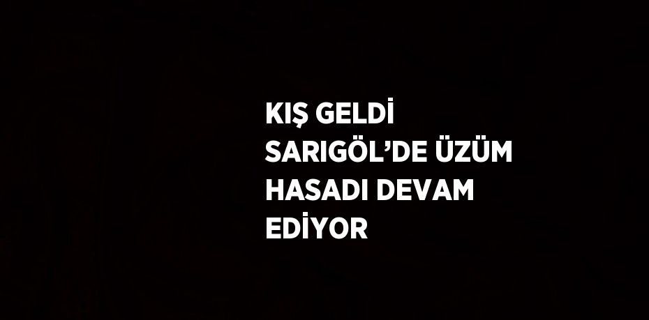 KIŞ GELDİ SARIGÖL’DE ÜZÜM HASADI DEVAM EDİYOR