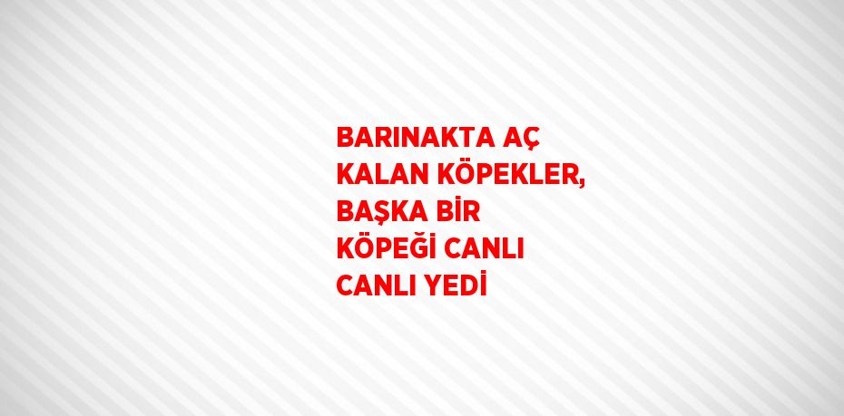 BARINAKTA AÇ KALAN KÖPEKLER, BAŞKA BİR KÖPEĞİ CANLI CANLI YEDİ