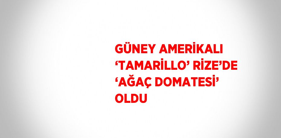 GÜNEY AMERİKALI ‘TAMARİLLO’ RİZE’DE ‘AĞAÇ DOMATESİ’ OLDU