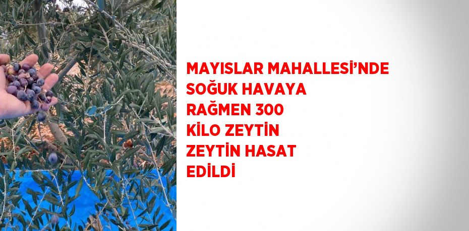 MAYISLAR MAHALLESİ’NDE SOĞUK HAVAYA RAĞMEN 300 KİLO ZEYTİN ZEYTİN HASAT EDİLDİ