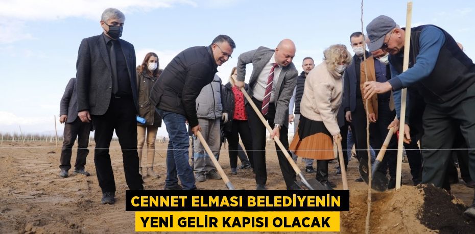 Cennet elması belediyenin yeni gelir kapısı olacak