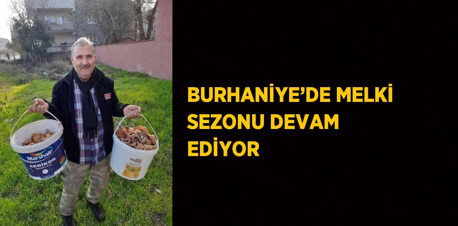 BURHANİYE’DE MELKİ SEZONU DEVAM EDİYOR