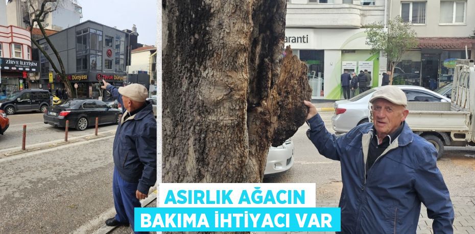 ASIRLIK AĞACIN BAKIMA İHTİYACI VAR