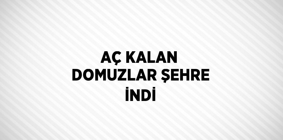 AÇ KALAN DOMUZLAR ŞEHRE İNDİ