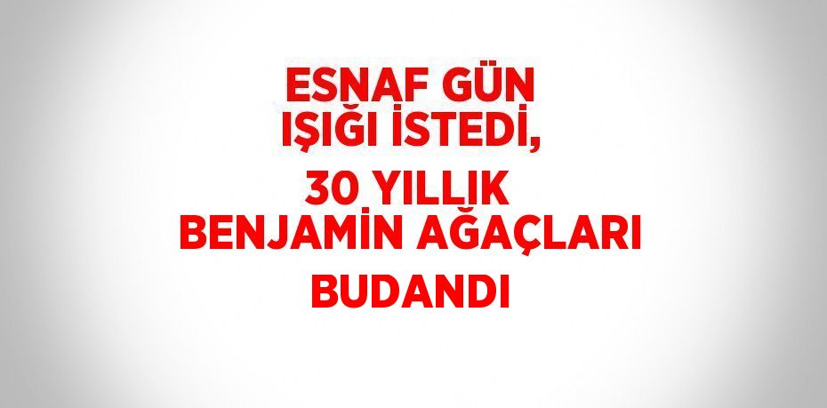 ESNAF GÜN IŞIĞI İSTEDİ, 30 YILLIK BENJAMİN AĞAÇLARI BUDANDI