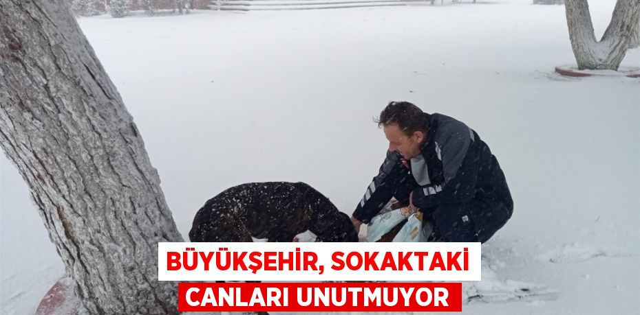 Büyükşehir, sokaktaki canları unutmuyor