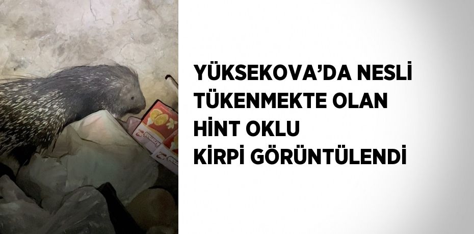 YÜKSEKOVA’DA NESLİ TÜKENMEKTE OLAN HİNT OKLU KİRPİ GÖRÜNTÜLENDİ