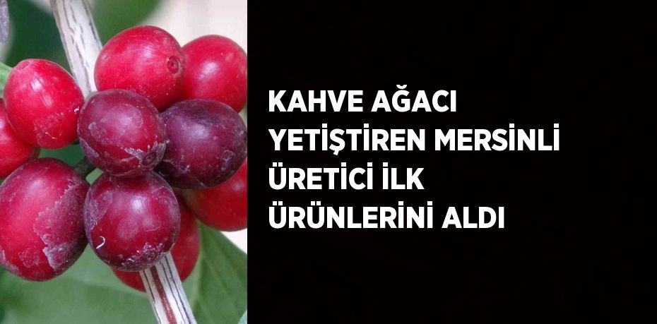 KAHVE AĞACI YETİŞTİREN MERSİNLİ ÜRETİCİ İLK ÜRÜNLERİNİ ALDI