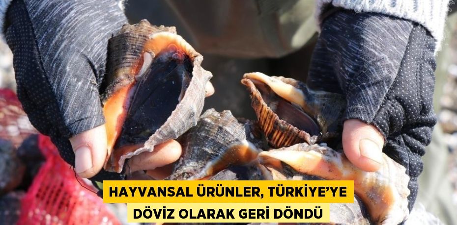 HAYVANSAL ÜRÜNLER, TÜRKİYE’YE DÖVİZ OLARAK GERİ DÖNDÜ