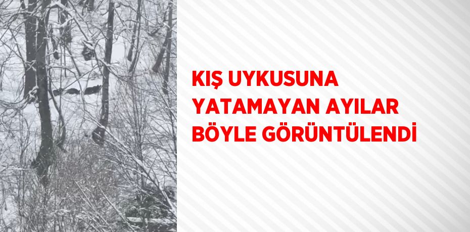 KIŞ UYKUSUNA YATAMAYAN AYILAR BÖYLE GÖRÜNTÜLENDİ