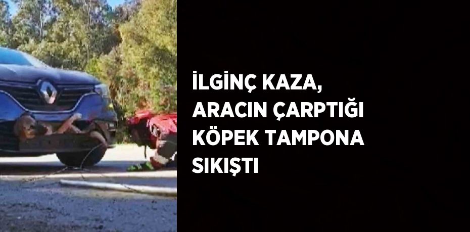 İLGİNÇ KAZA, ARACIN ÇARPTIĞI KÖPEK TAMPONA SIKIŞTI