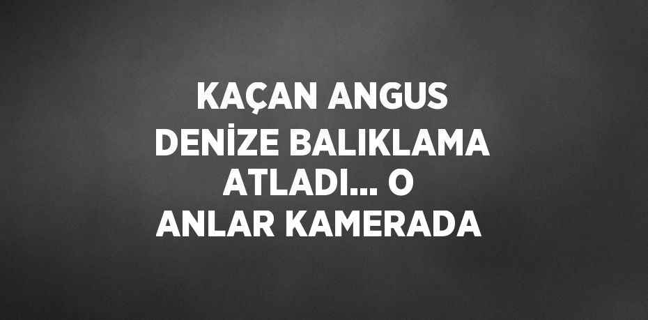 KAÇAN ANGUS DENİZE BALIKLAMA ATLADI... O ANLAR KAMERADA