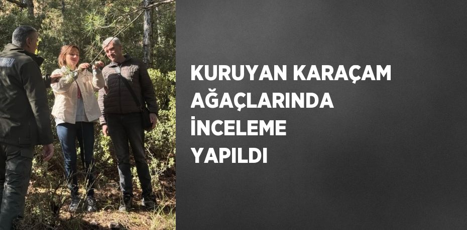 KURUYAN KARAÇAM AĞAÇLARINDA İNCELEME YAPILDI