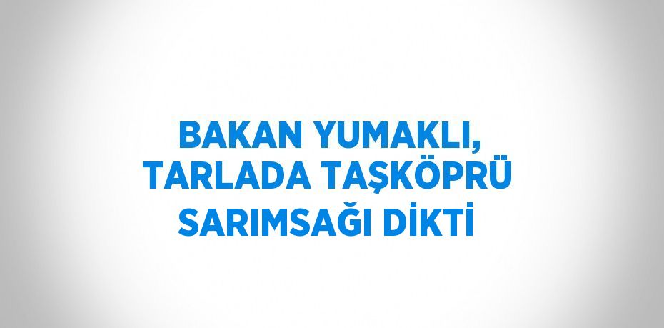 BAKAN YUMAKLI, TARLADA TAŞKÖPRÜ SARIMSAĞI DİKTİ