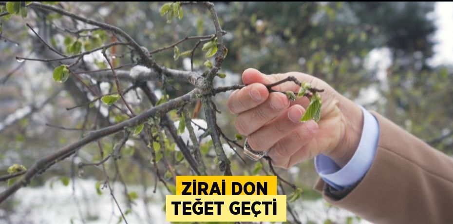 ZİRAİ DON TEĞET GEÇTİ