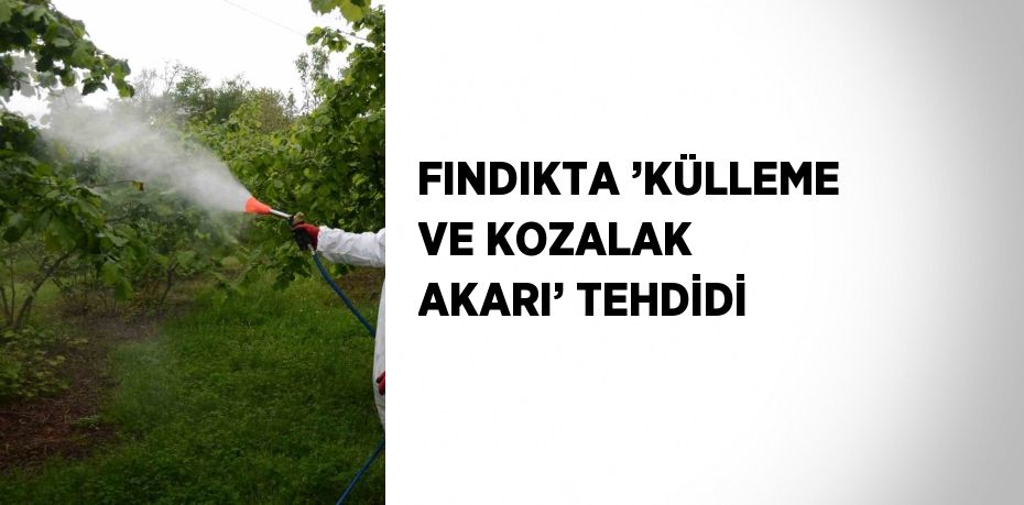 FINDIKTA ’KÜLLEME VE KOZALAK AKARI’ TEHDİDİ