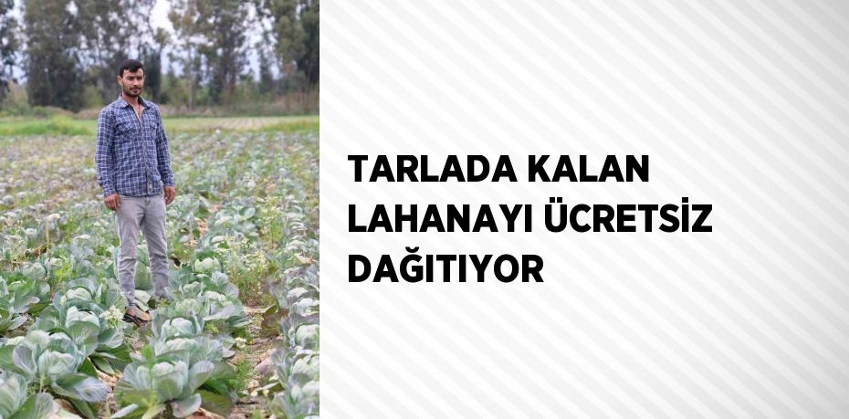 TARLADA KALAN LAHANAYI ÜCRETSİZ DAĞITIYOR