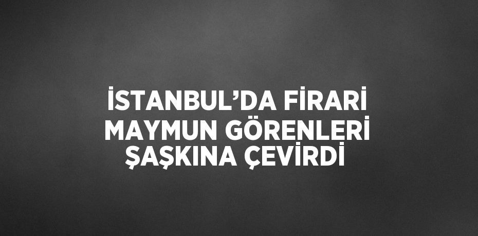 İSTANBUL’DA FİRARİ MAYMUN GÖRENLERİ ŞAŞKINA ÇEVİRDİ