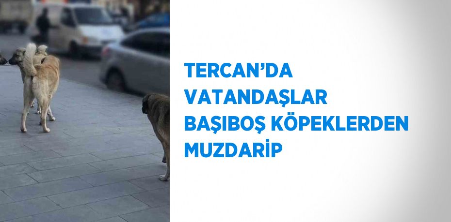 TERCAN’DA VATANDAŞLAR BAŞIBOŞ KÖPEKLERDEN MUZDARİP