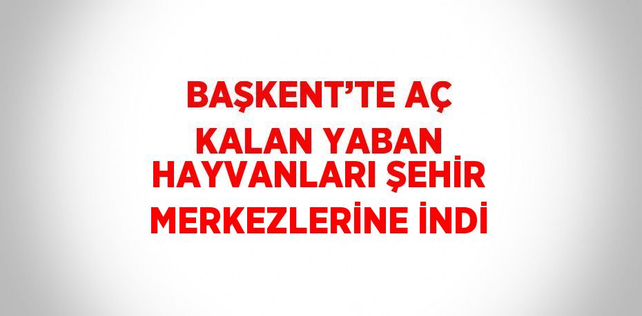 BAŞKENT’TE AÇ KALAN YABAN HAYVANLARI ŞEHİR MERKEZLERİNE İNDİ
