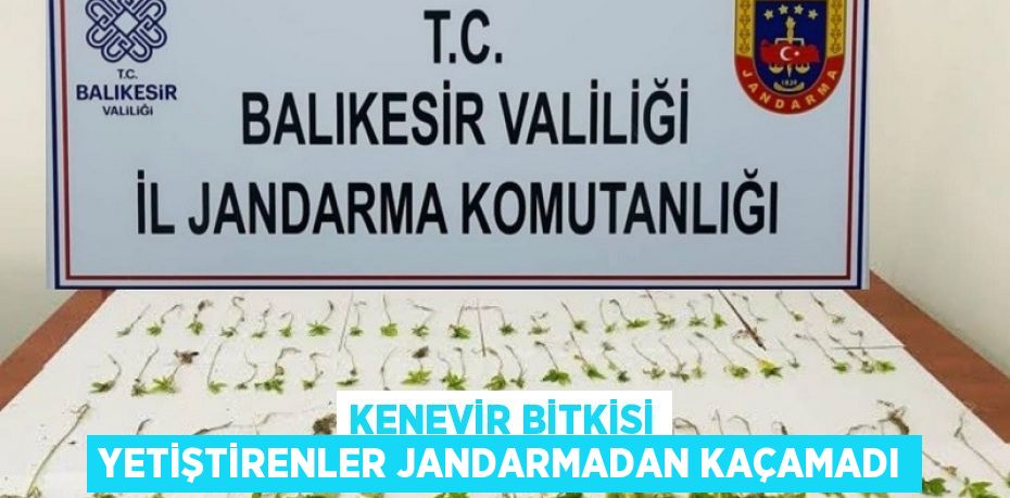 KENEVİR BİTKİSİ YETİŞTİRENLER JANDARMADAN KAÇAMADI