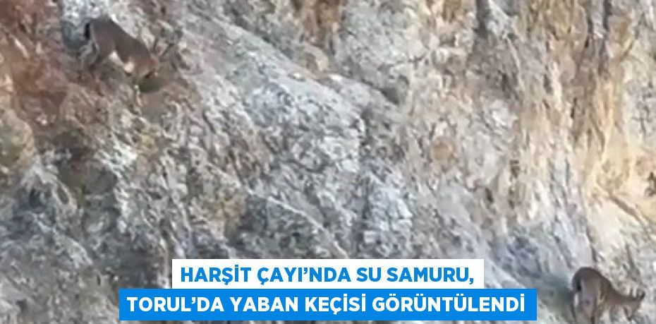 HARŞİT ÇAYI’NDA SU SAMURU, TORUL’DA YABAN KEÇİSİ GÖRÜNTÜLENDİ