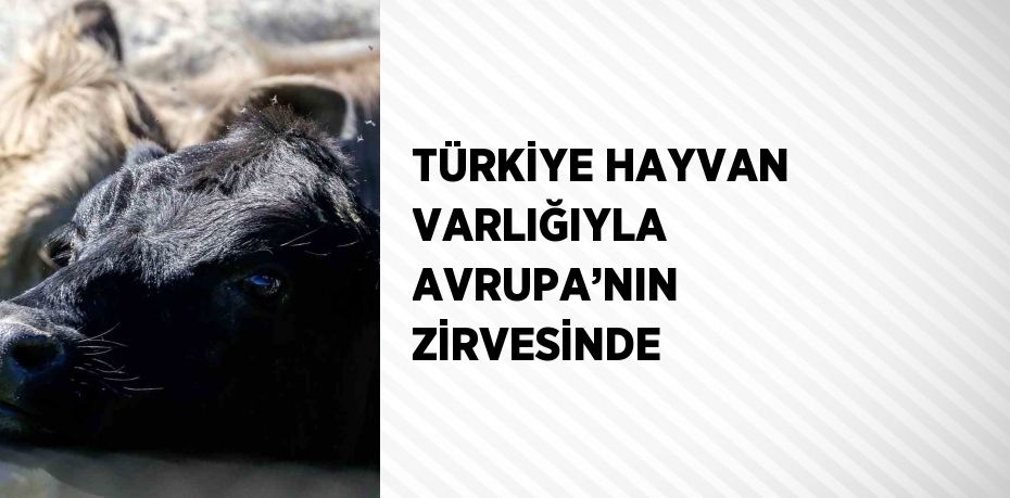 TÜRKİYE HAYVAN VARLIĞIYLA AVRUPA’NIN ZİRVESİNDE