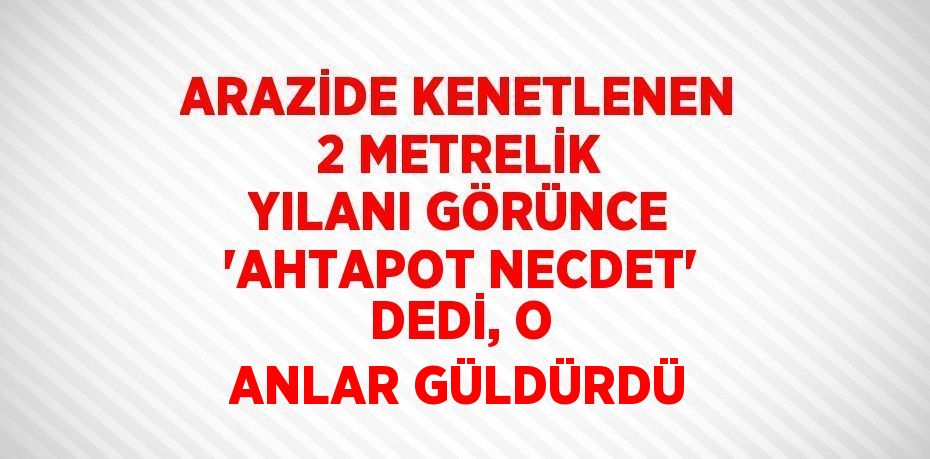 ARAZİDE KENETLENEN 2 METRELİK YILANI GÖRÜNCE 'AHTAPOT NECDET' DEDİ, O ANLAR GÜLDÜRDÜ