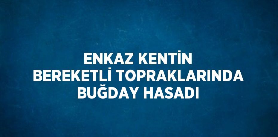 ENKAZ KENTİN BEREKETLİ TOPRAKLARINDA BUĞDAY HASADI