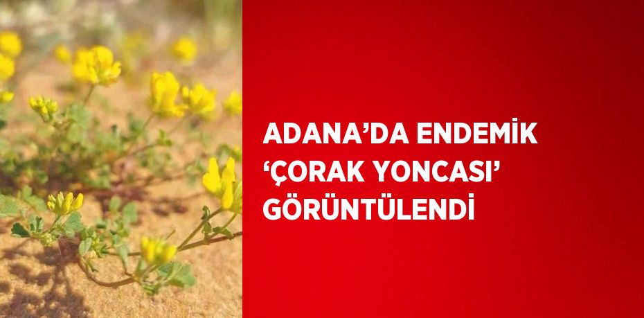 ADANA’DA ENDEMİK ‘ÇORAK YONCASI’ GÖRÜNTÜLENDİ