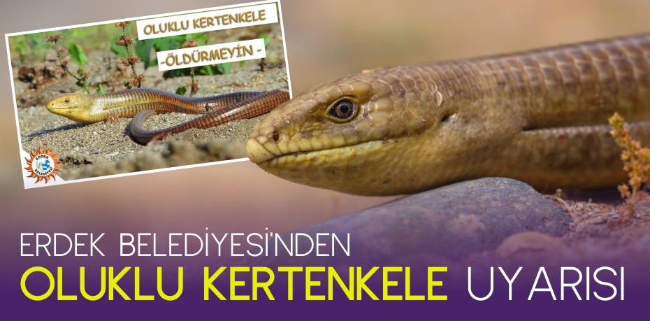 ERDEK BELEDİYESİ’NDEN OLUKLU KERTENKELE UYARISI